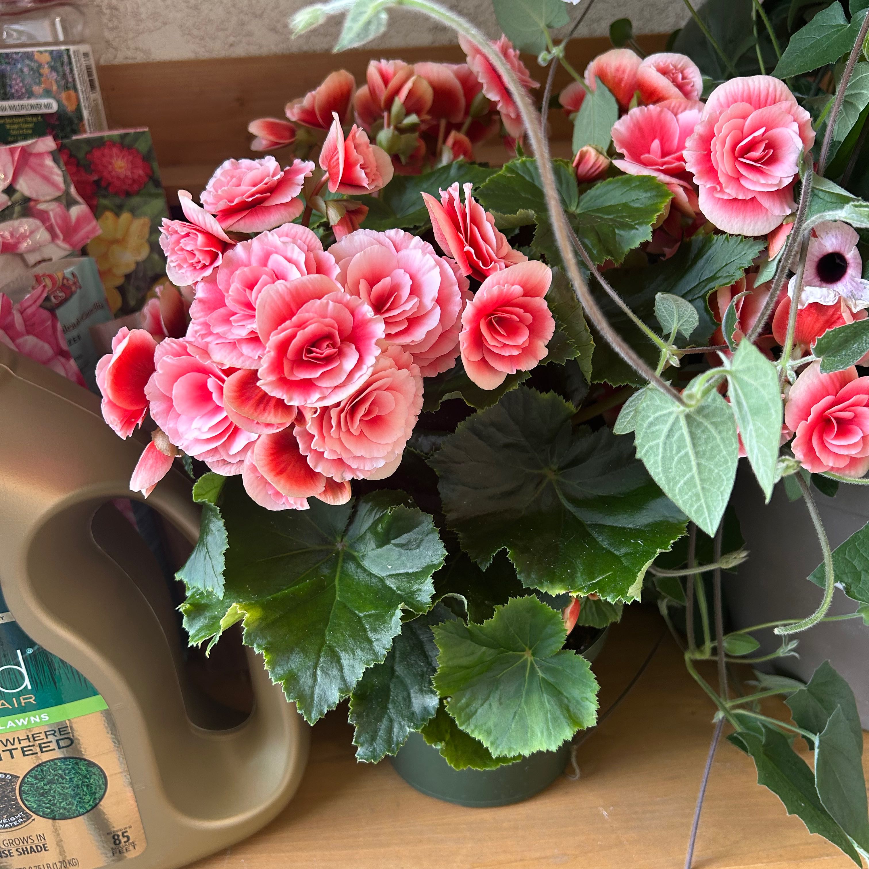 Photo of the plant species Hiemalis Begonia by @DOGMOMUSA named Begonia on Greg, the plant care app