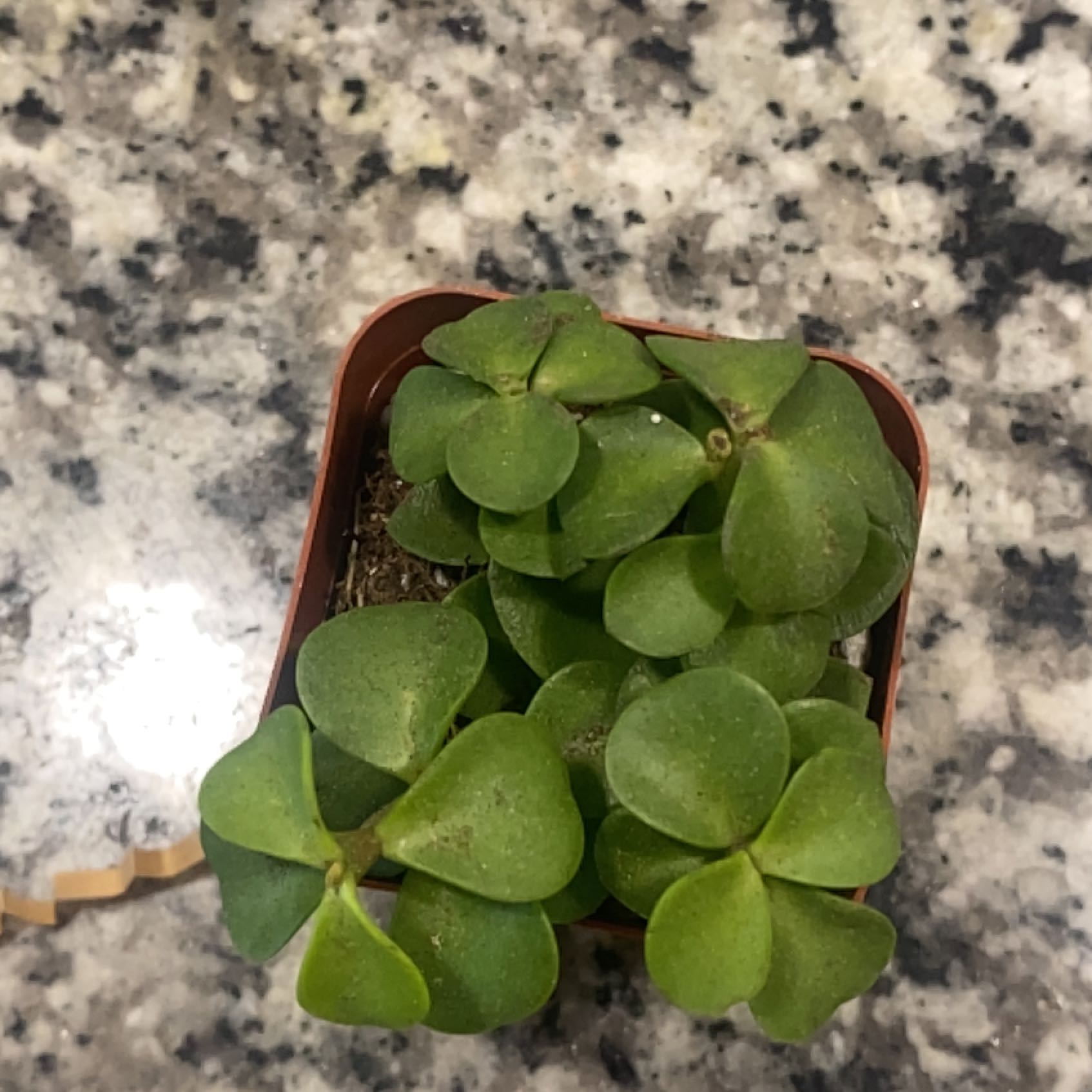 Potted Woodland Stonecrop plant with green, fleshy leaves on a speckled surface.