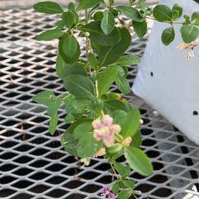 Photo of the plant species Chinese Wolfberry by @HeroicRedpepers named Duke on Greg, the plant care app