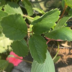 Photo of the plant species Scarlet Strawberry by @DifferentHoya named Anne on Greg, the plant care app
