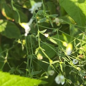 Photo of the plant species Russian Vine by @DifferentHoya named Homer on Greg, the plant care app