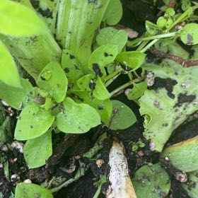 Photo of the plant species Water Cress by @DifferentHoya named Sigmund on Greg, the plant care app