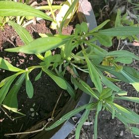 Photo of the plant species Ceylon Spinach by @DifferentHoya named Queen on Greg, the plant care app