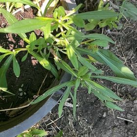 Photo of the plant species Ceylon Spinach by @DifferentHoya named Terra on Greg, the plant care app