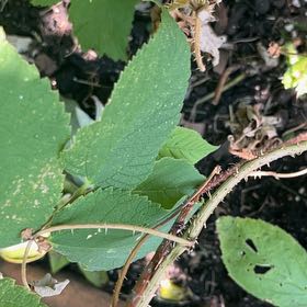 Photo of the plant species Kiwi Fruit by @DifferentHoya named Denali on Greg, the plant care app