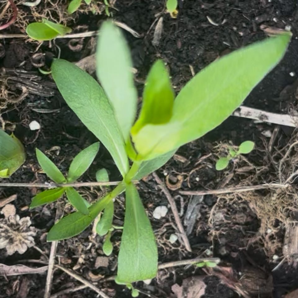 Photo of the plant species Alligatorweed by @DifferentHoya named Leaf Erickson on Greg, the plant care app