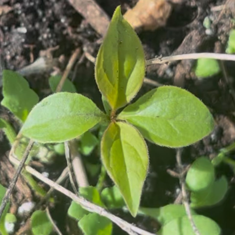 Photo of the plant species Broad-Leaved Starflower by @DifferentHoya named Fernie Saunders on Greg, the plant care app
