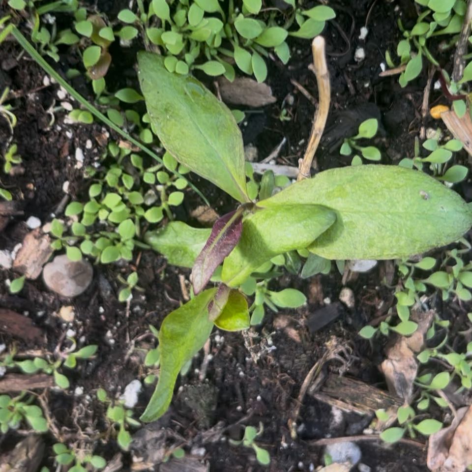 Photo of the plant species Valeriana rubra by @DifferentHoya named Beyonce on Greg, the plant care app