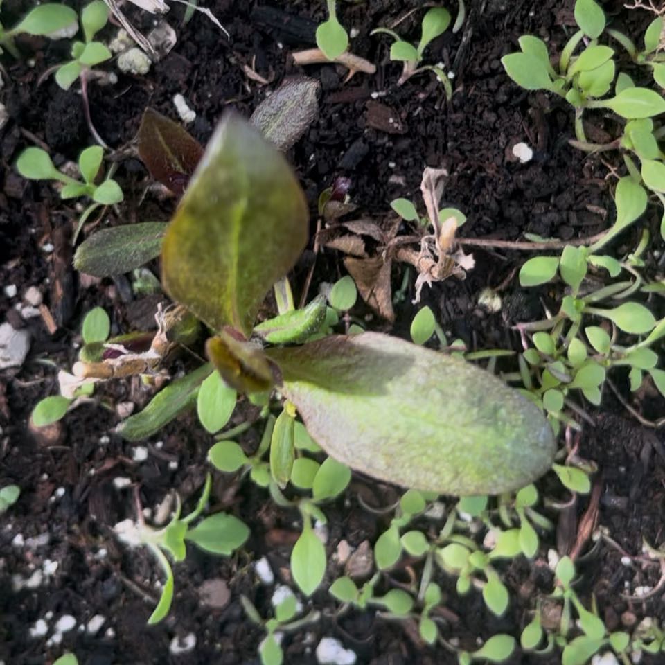 Photo of the plant species Black Bindweed by @DifferentHoya named Maya on Greg, the plant care app