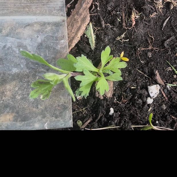 Photo of the plant species Mugwort by @DifferentHoya named Stella on Greg, the plant care app