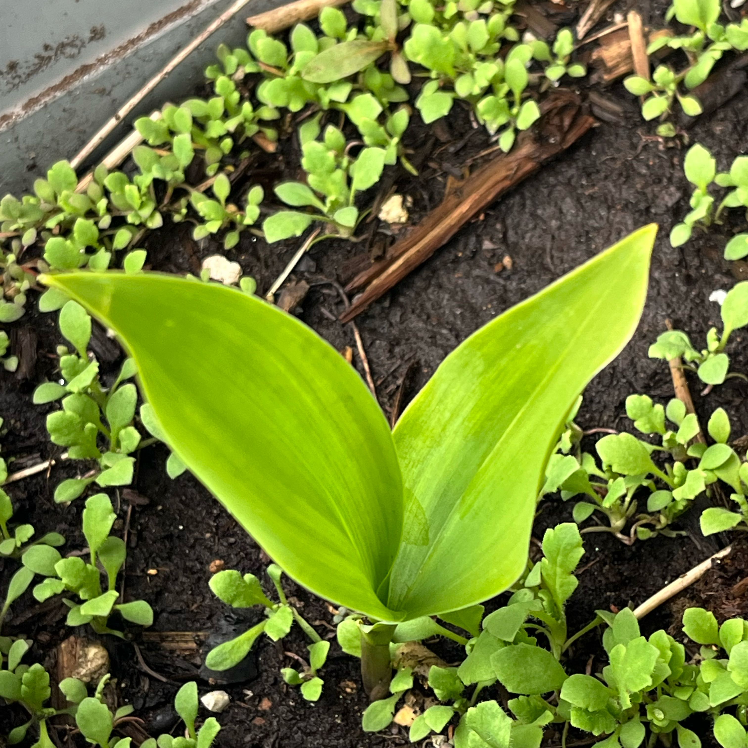Photo of the plant species Lily-of-the-Valley by @DifferentHoya named Girlfrond on Greg, the plant care app