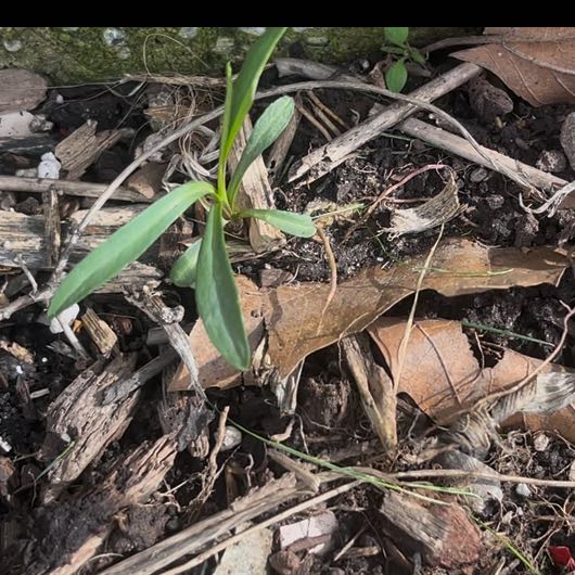Photo of the plant species Seaside Goldenrod by @DifferentHoya named Oscar on Greg, the plant care app