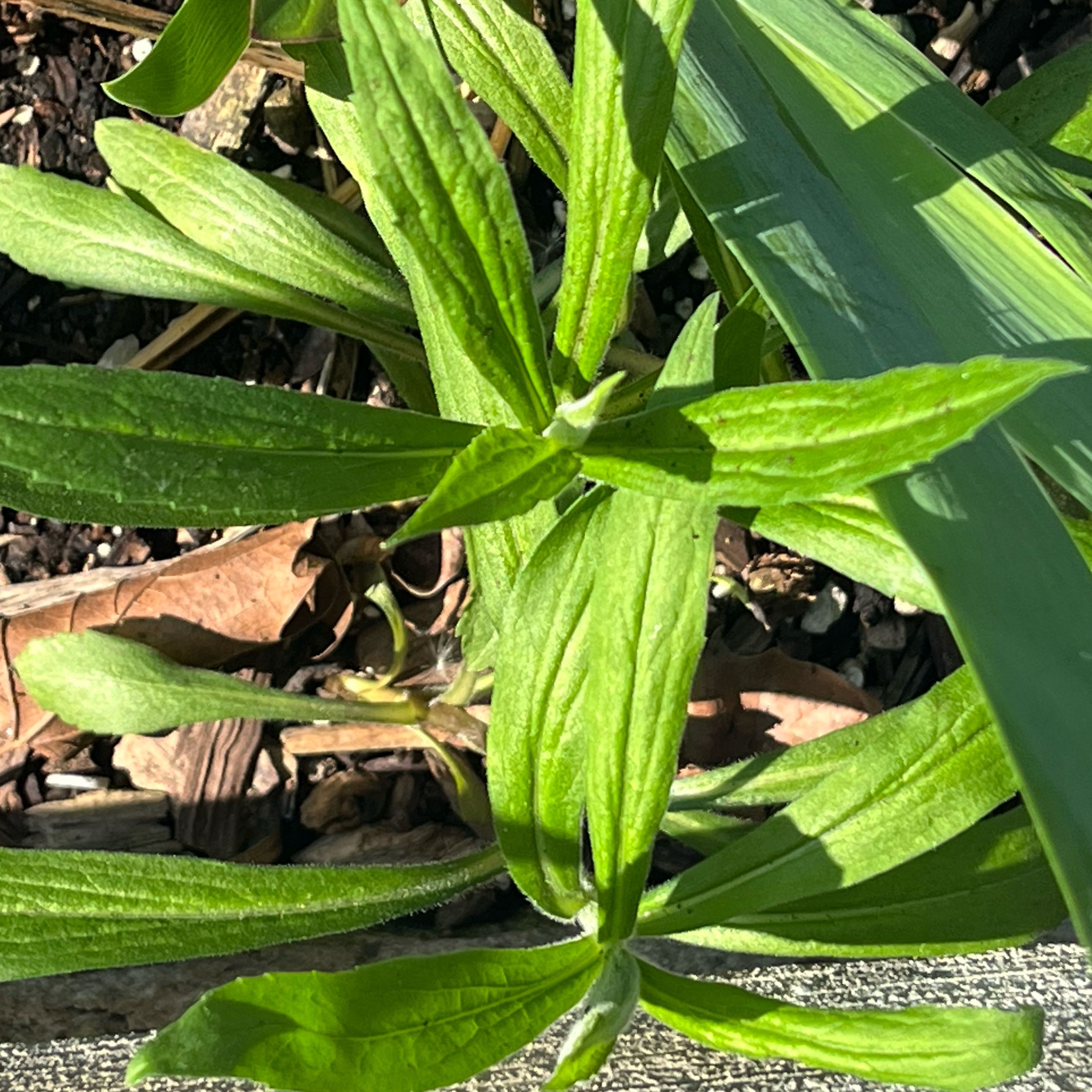 Photo of the plant species Ribwort Plantain by @DifferentHoya named Sproutacus on Greg, the plant care app