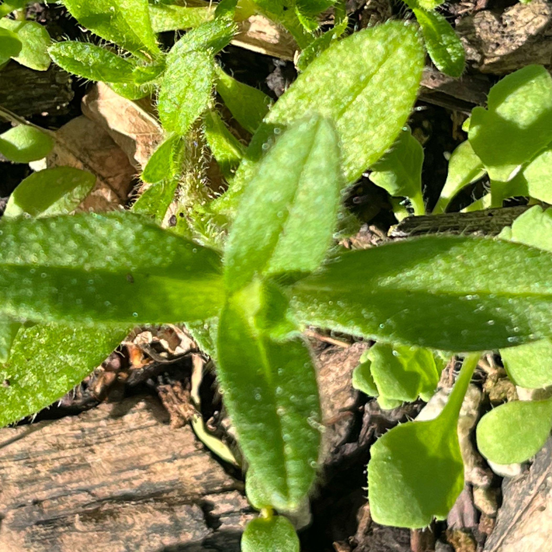 Photo of the plant species Drummond's Phlox by @DifferentHoya named Marilyn on Greg, the plant care app
