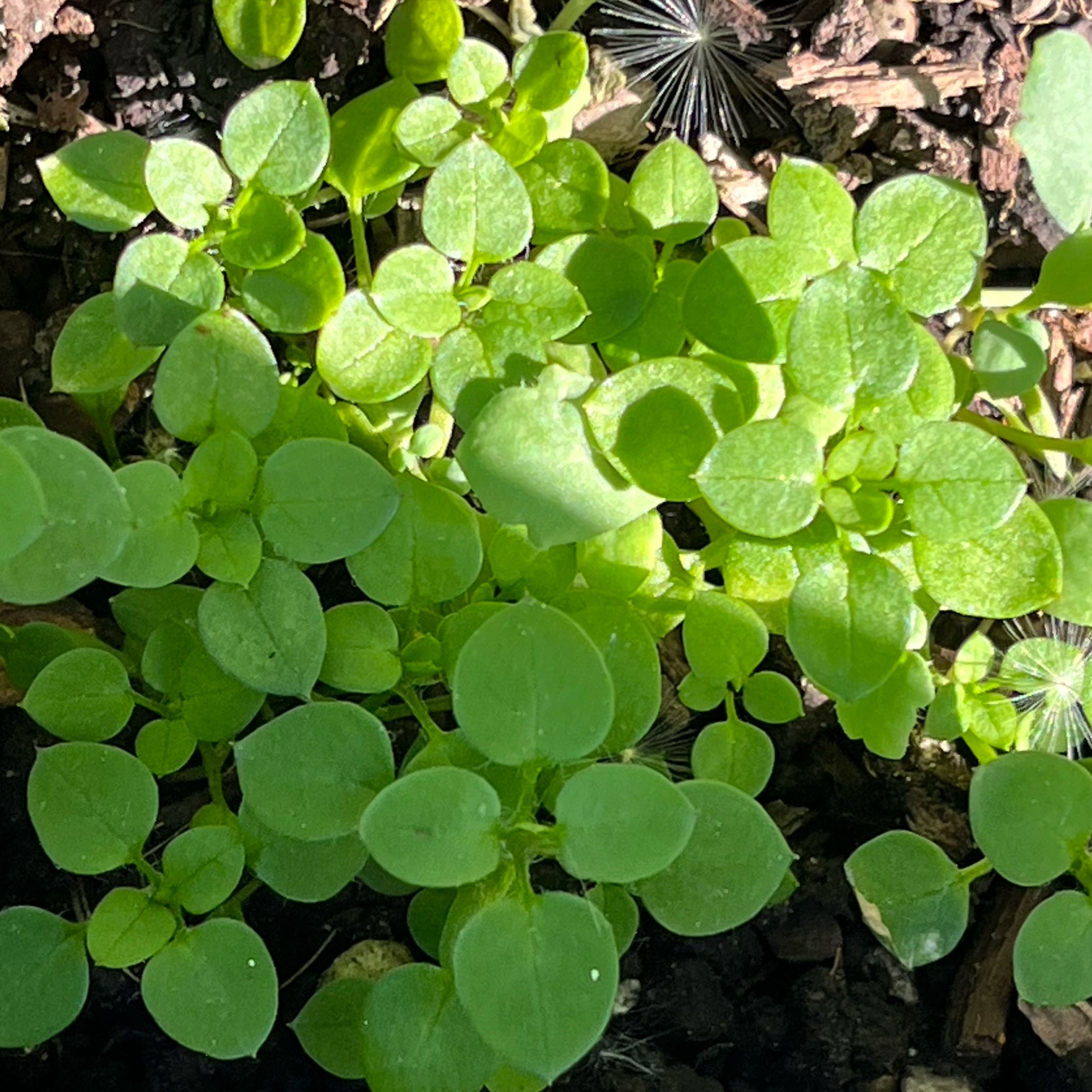 Photo of the plant species Common Chickweed by @DifferentHoya named Lavender on Greg, the plant care app