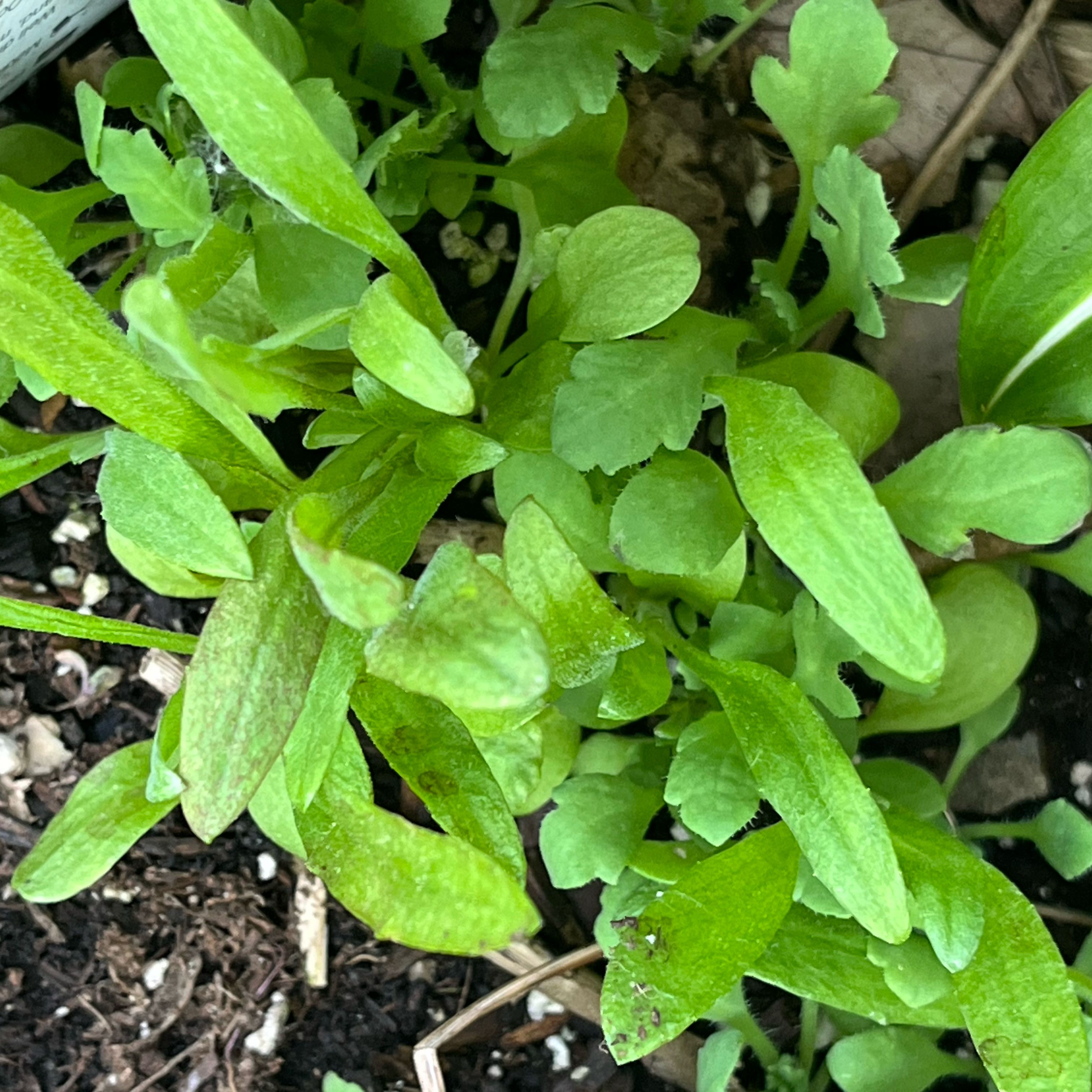 Photo of the plant species Neckweed by @DifferentHoya named Zion on Greg, the plant care app