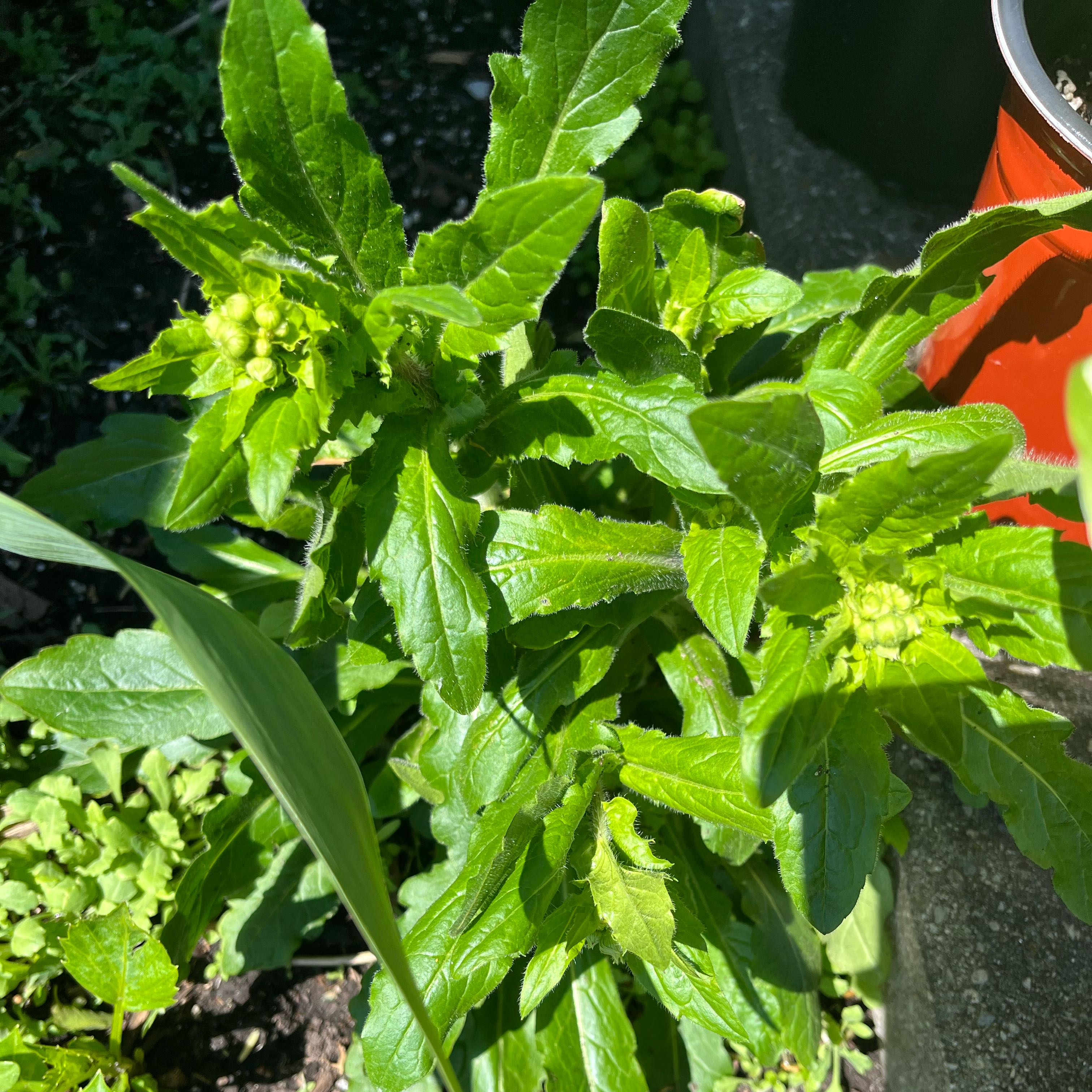 Photo of the plant species Annual Mercury by @DifferentHoya named Foxxy on Greg, the plant care app