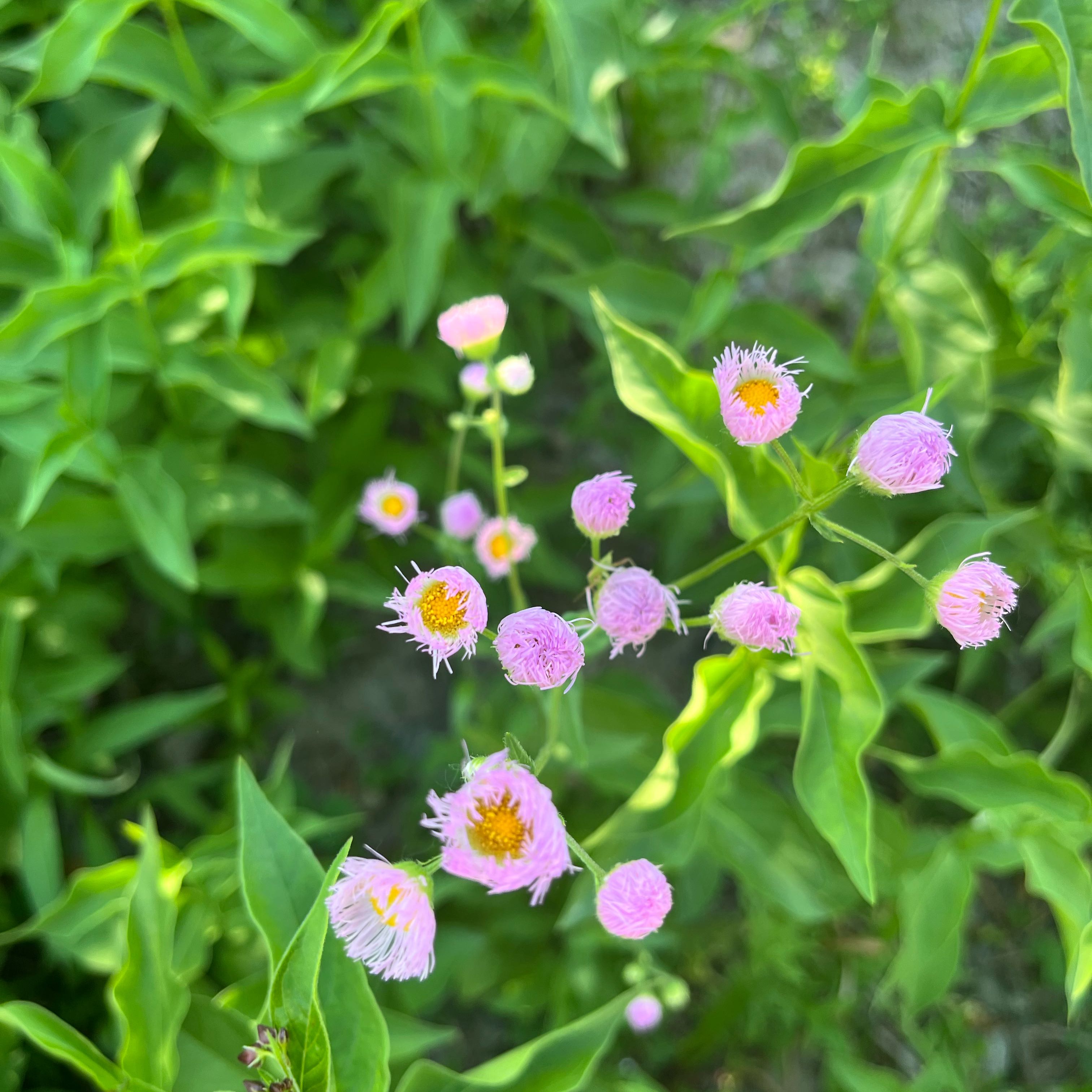 Photo of the plant species Philadelphia Fleabane by @DifferentHoya named Marley on Greg, the plant care app