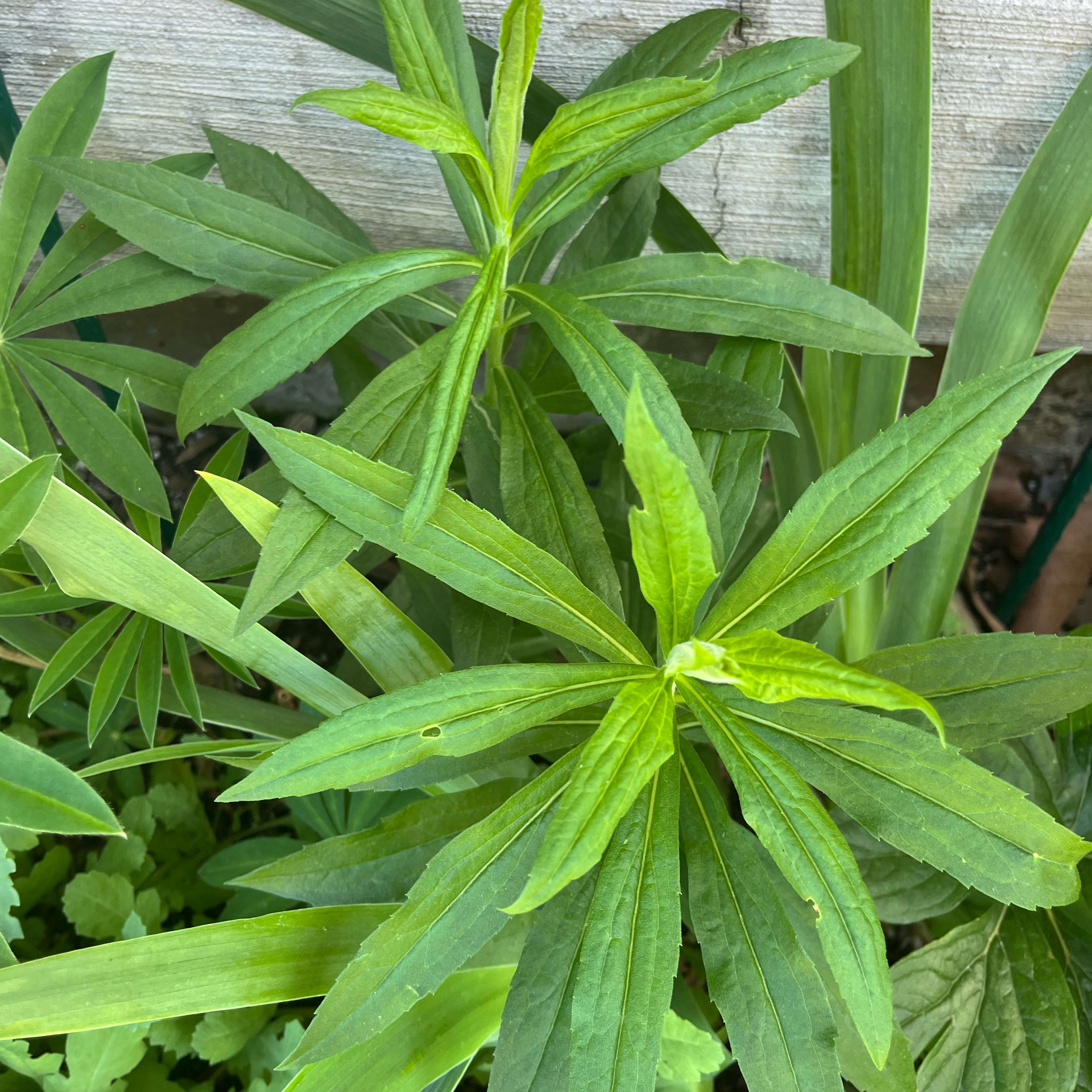 Photo of the plant species Daisy by @DifferentHoya named Morgan Treeman on Greg, the plant care app