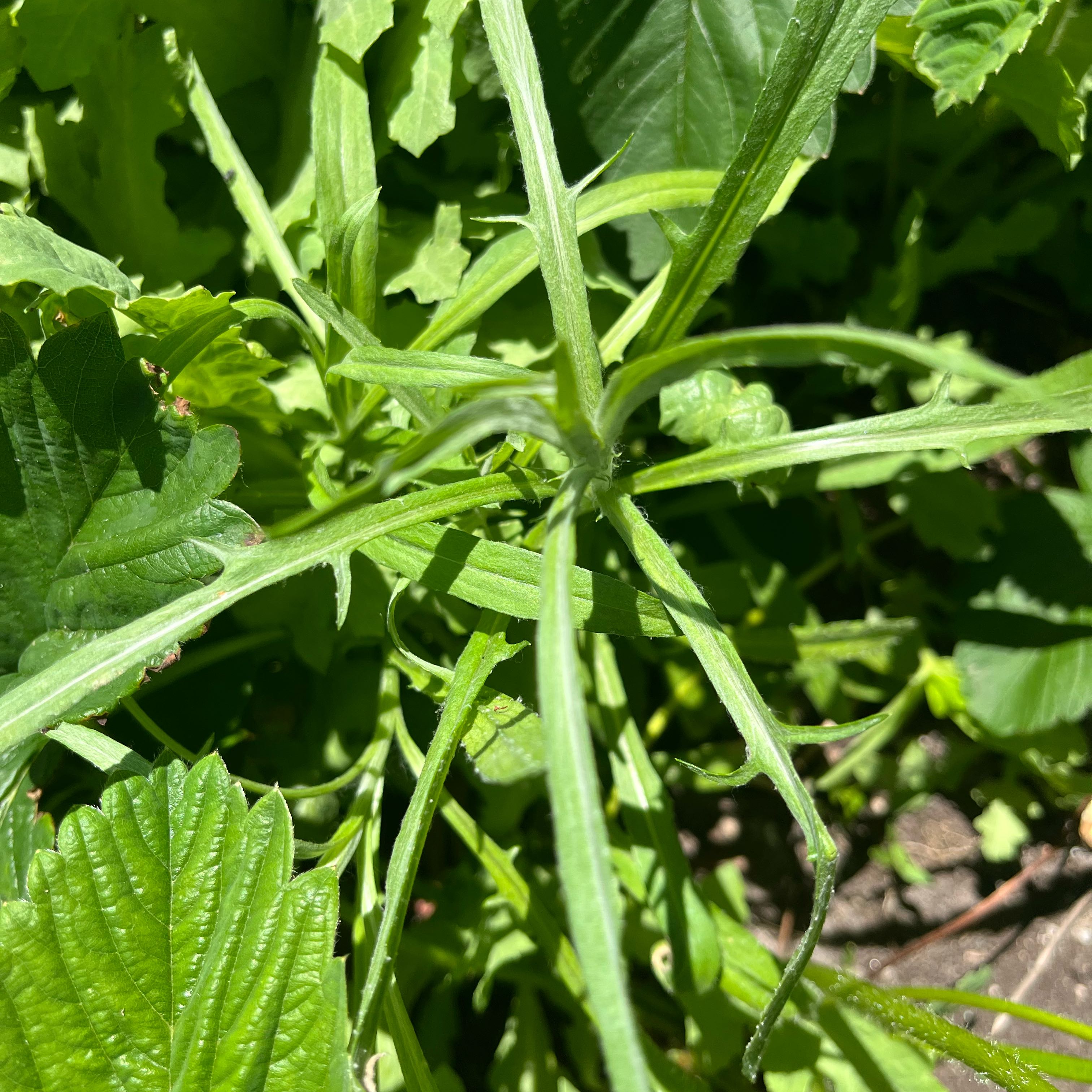 Photo of the plant species Goose Grass by @DifferentHoya named Diana on Greg, the plant care app