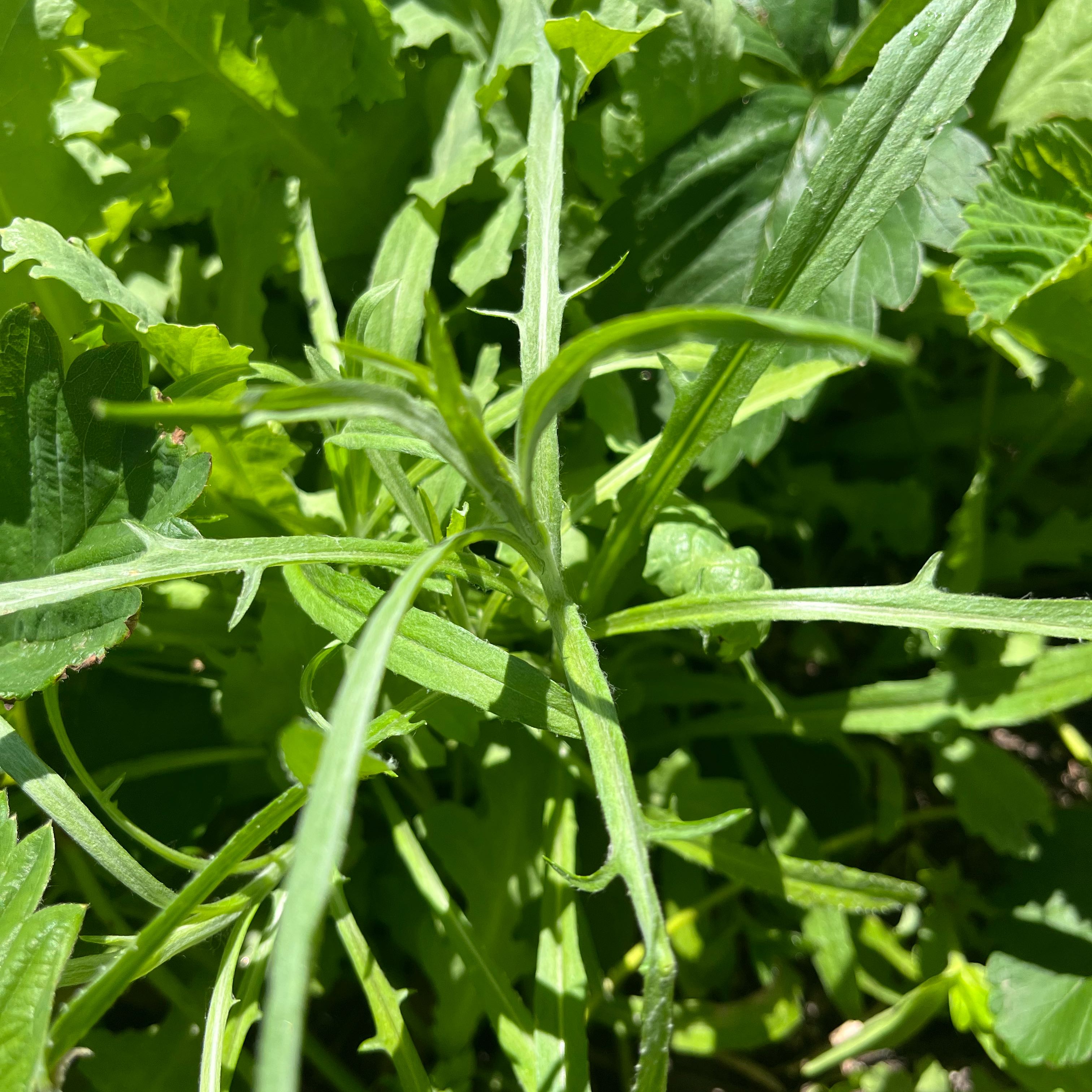 Photo of the plant species Common Verbena by @DifferentHoya named Gates on Greg, the plant care app