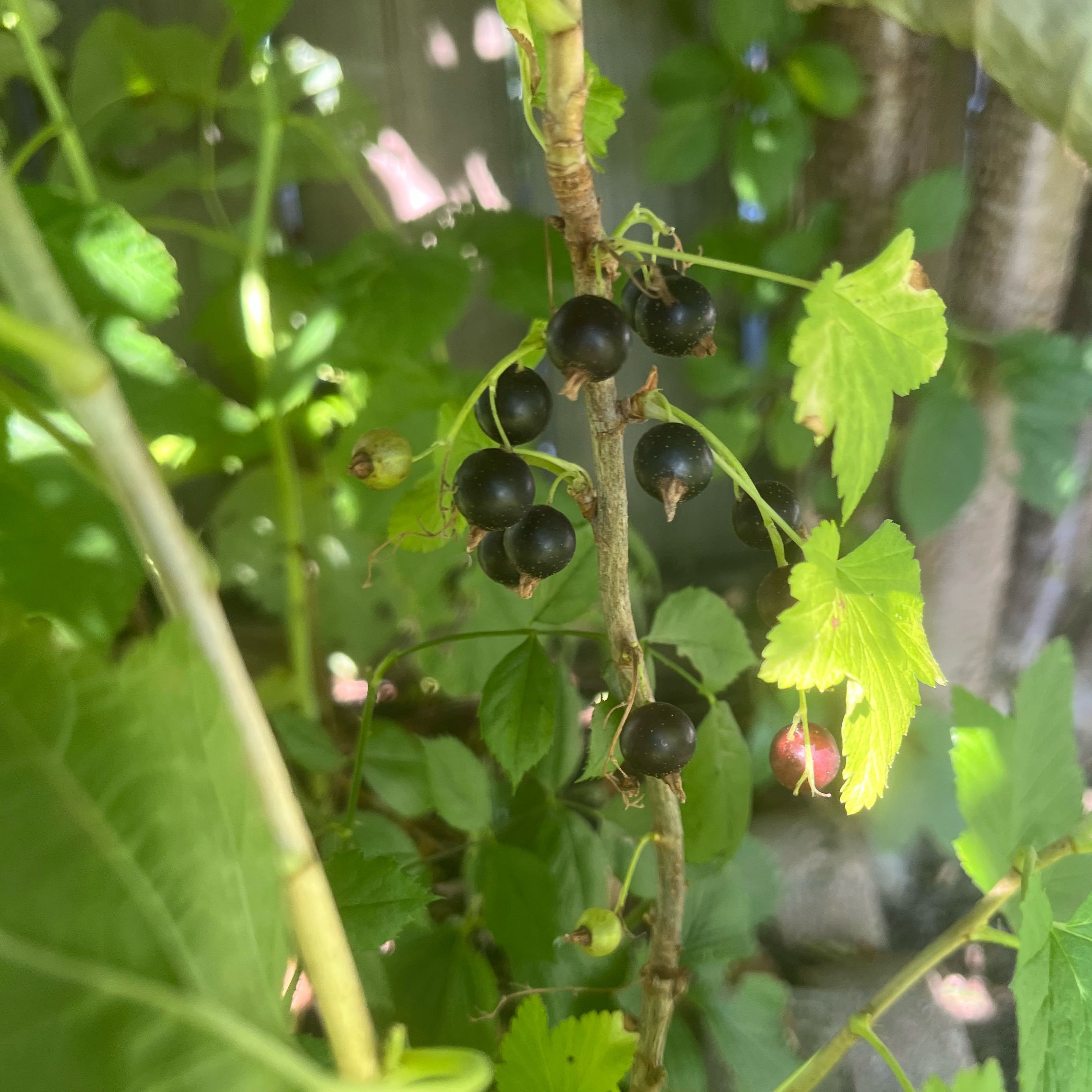 Photo of the plant species Black Currant by @DifferentHoya named Rihanna on Greg, the plant care app
