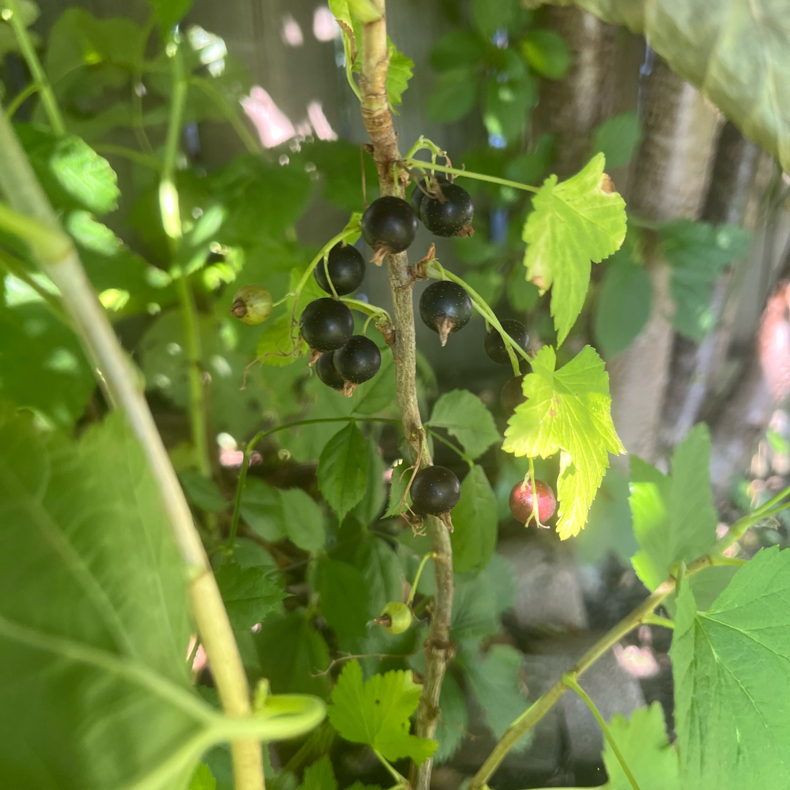 Photo of the plant species Black Currant by @DifferentHoya named Cleopatra on Greg, the plant care app