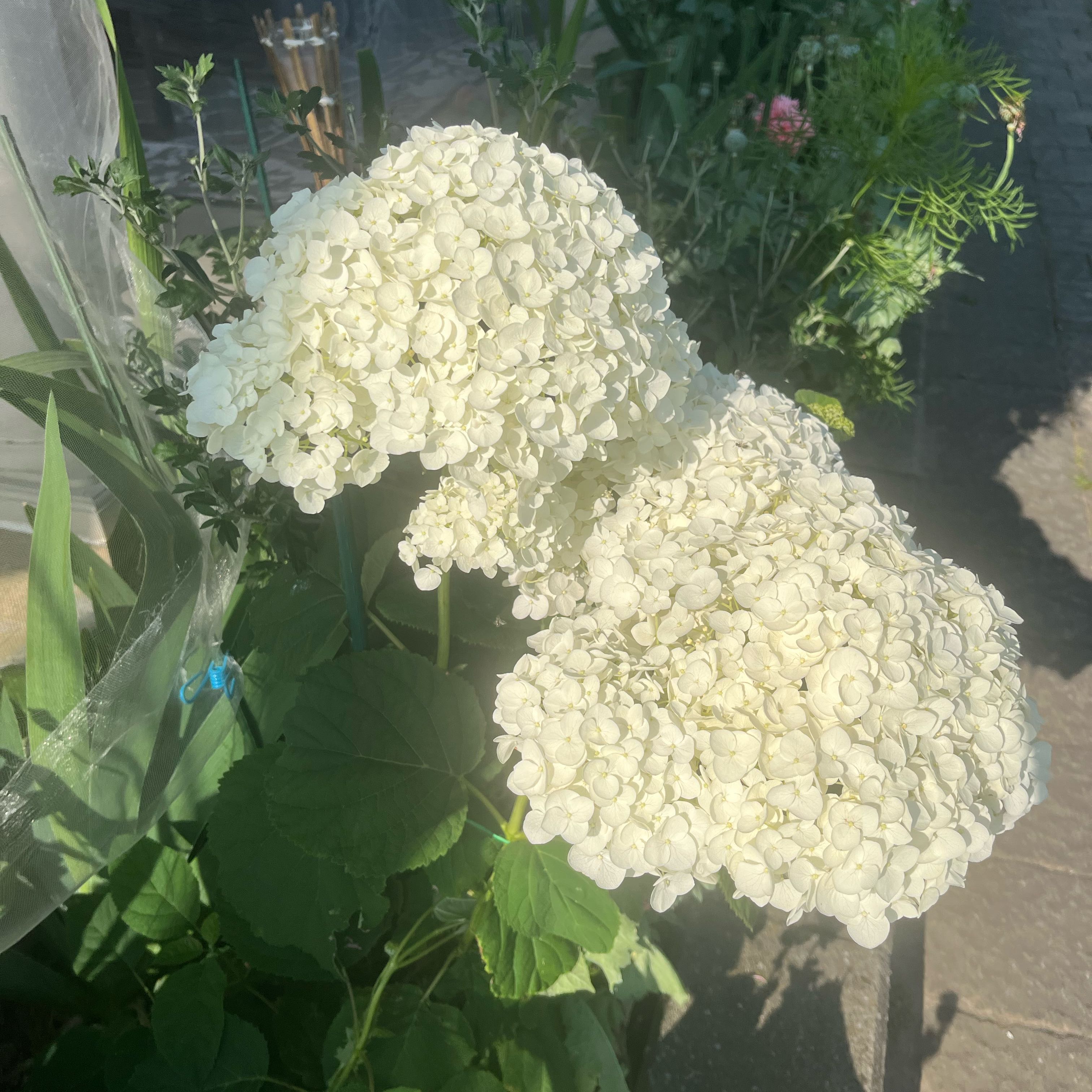 Photo of the plant species Ashy Hydrangea by @DifferentHoya named Einstein on Greg, the plant care app