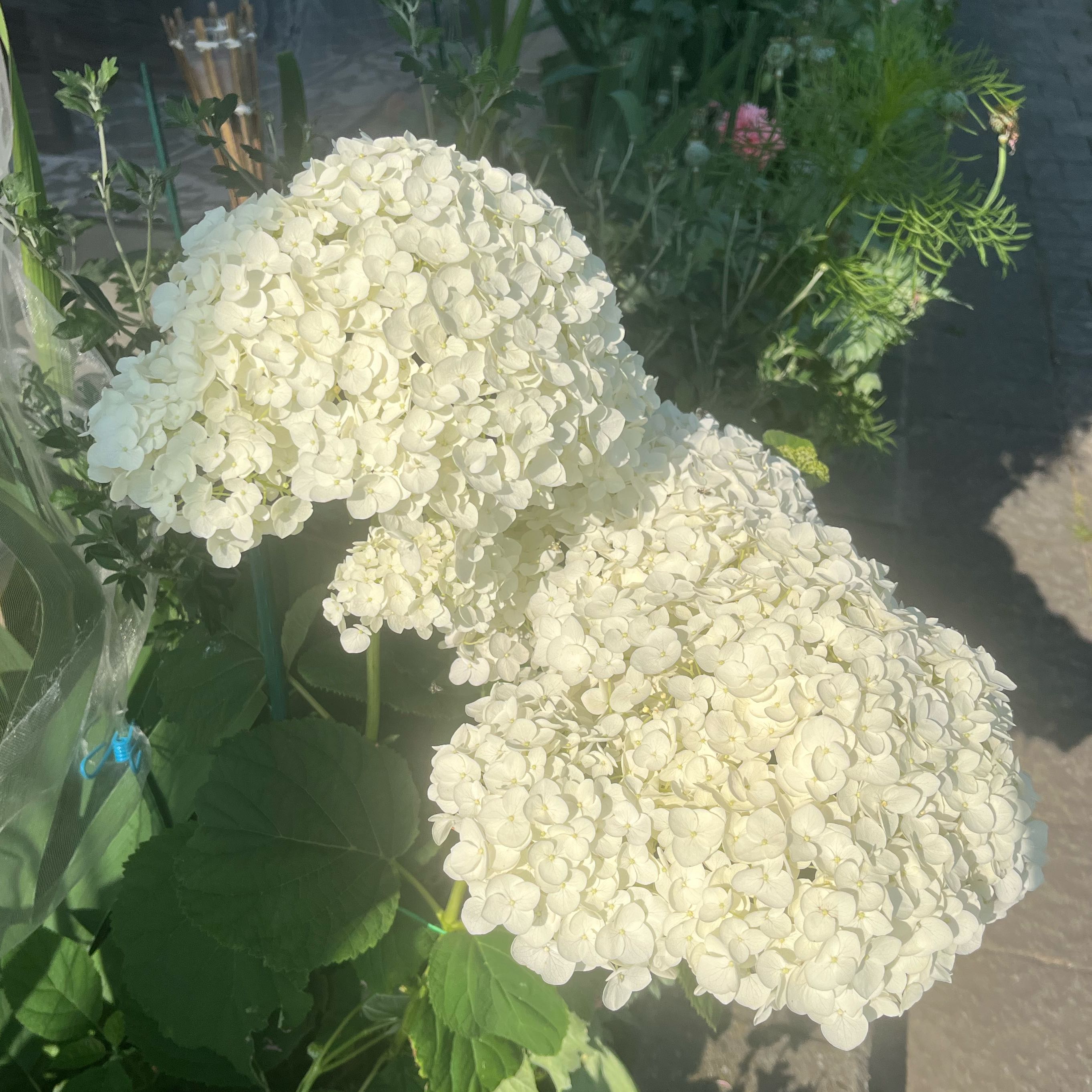 Photo of the plant species Ashy Hydrangea by @DifferentHoya named Kesha on Greg, the plant care app