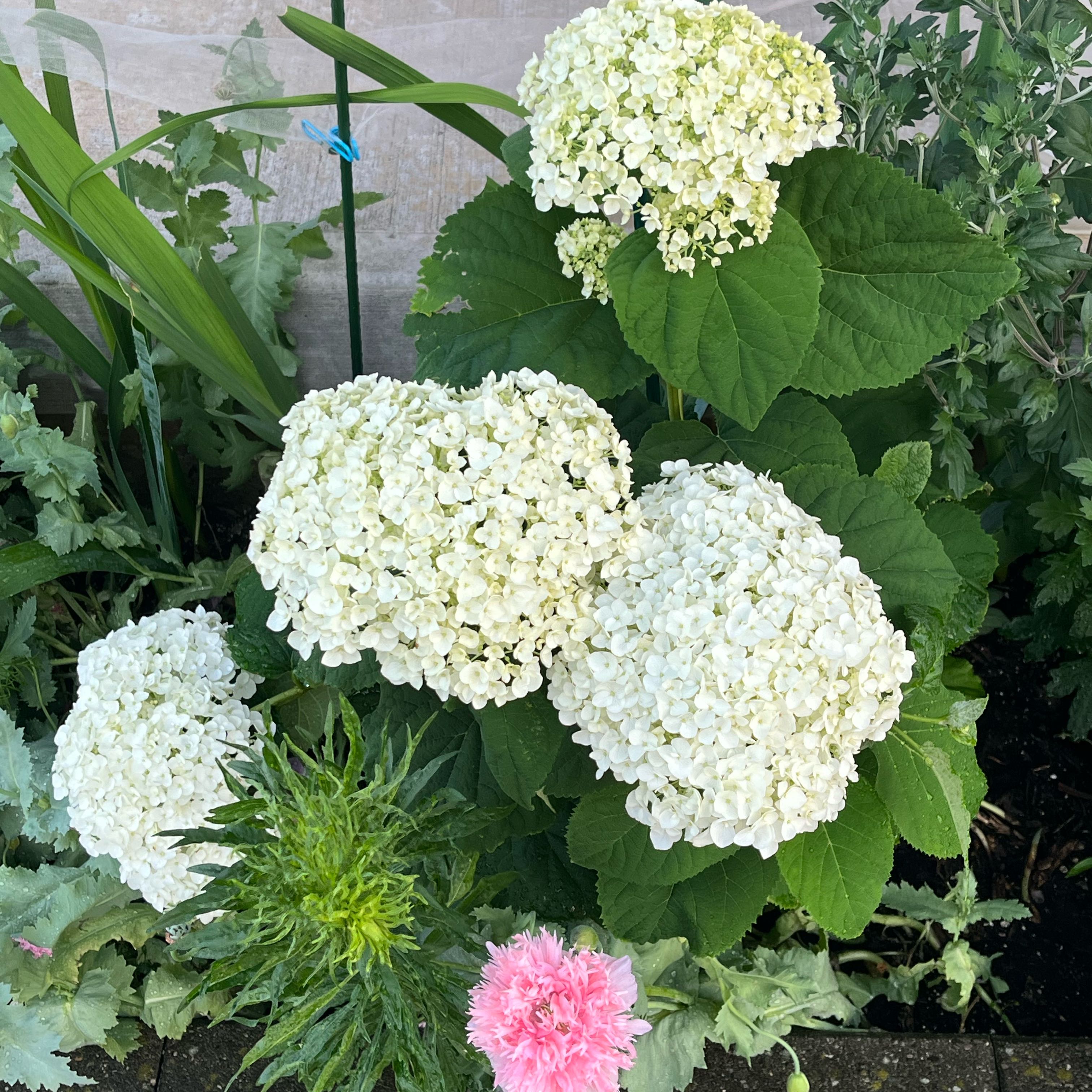 Photo of the plant species Ashy Hydrangea by @DifferentHoya named Rihanna on Greg, the plant care app