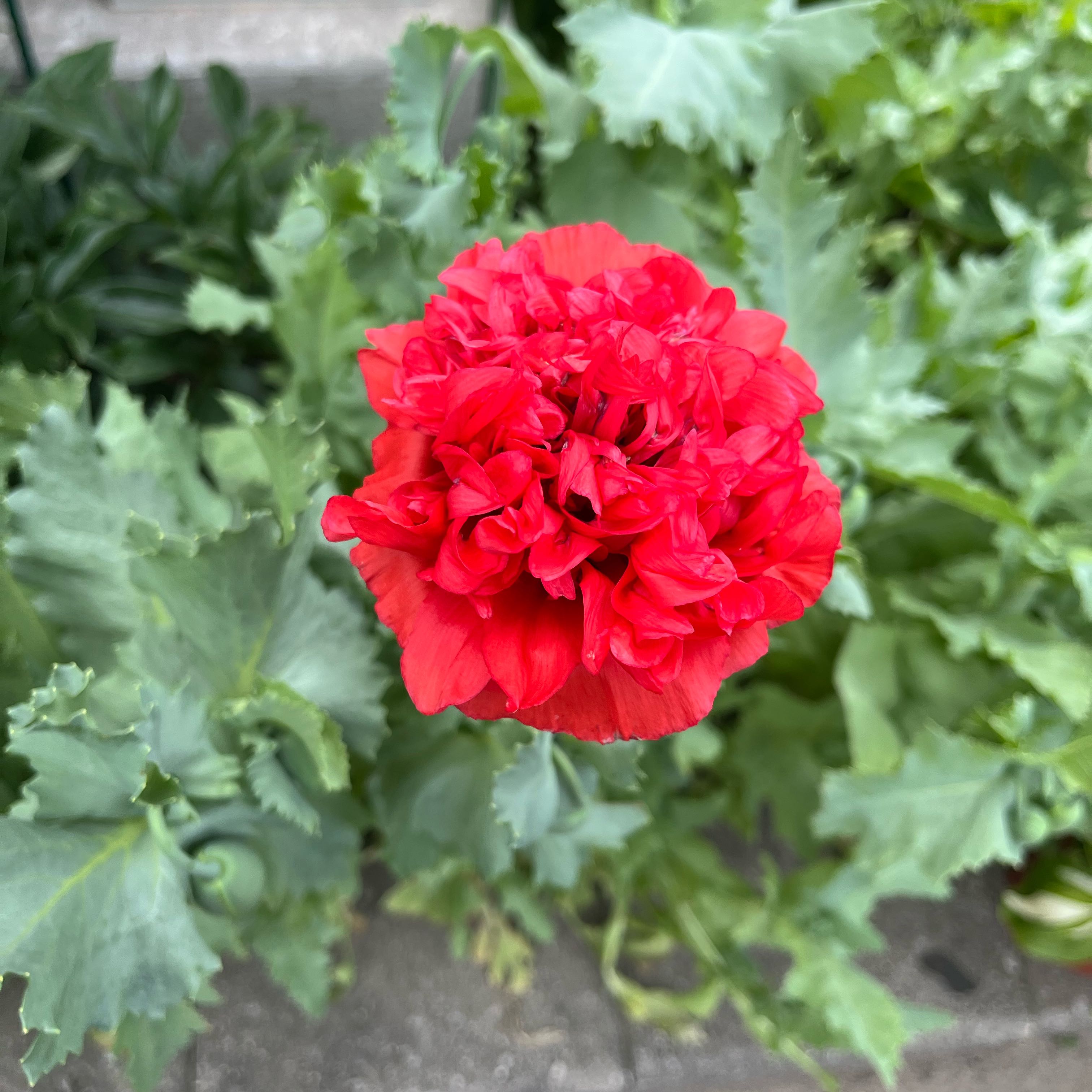 Photo of the plant species Opium Poppy by @DifferentHoya named Peter Parker on Greg, the plant care app
