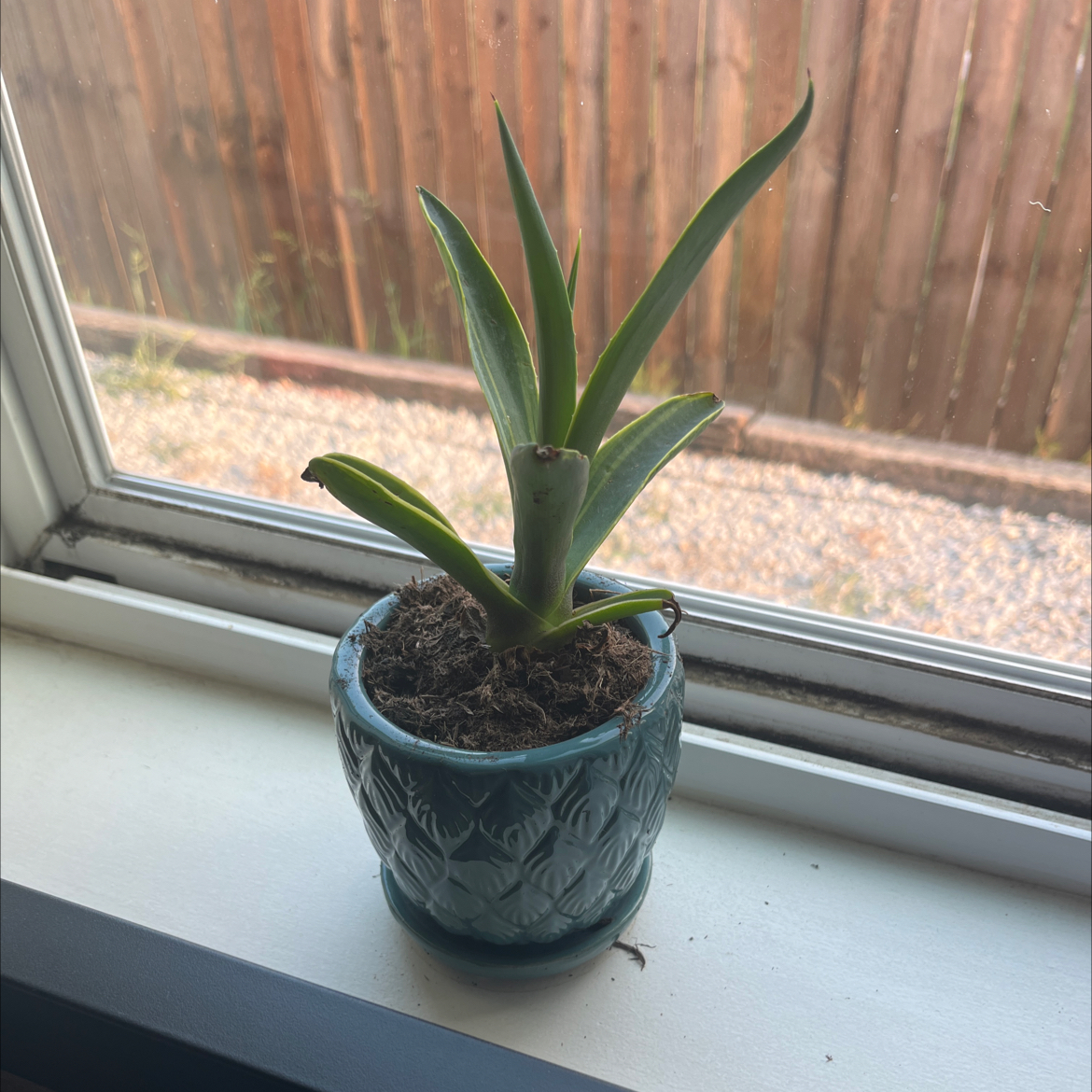 Agave desmettiana 'Variegata' plant in a pot on a windowsill with a wooden fence in the background.