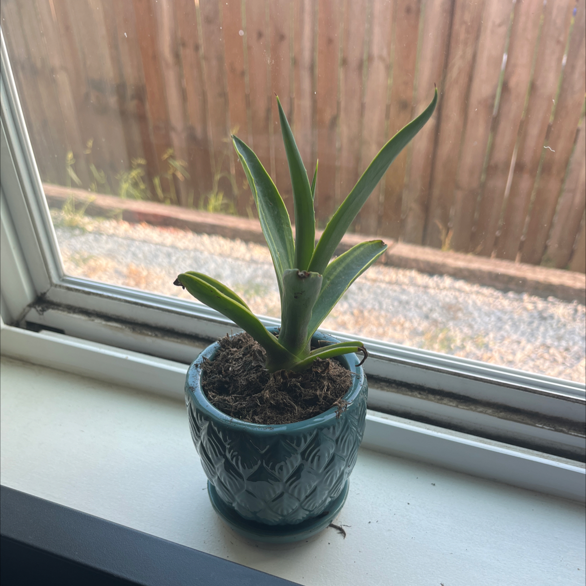 Agave desmettiana 'Variegata' plant in a pot on a windowsill, healthy with visible soil.