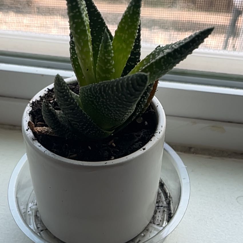 Photo of the plant species Uitenhage Aloe by @GreatWhitecoral named Dolores on Greg, the plant care app