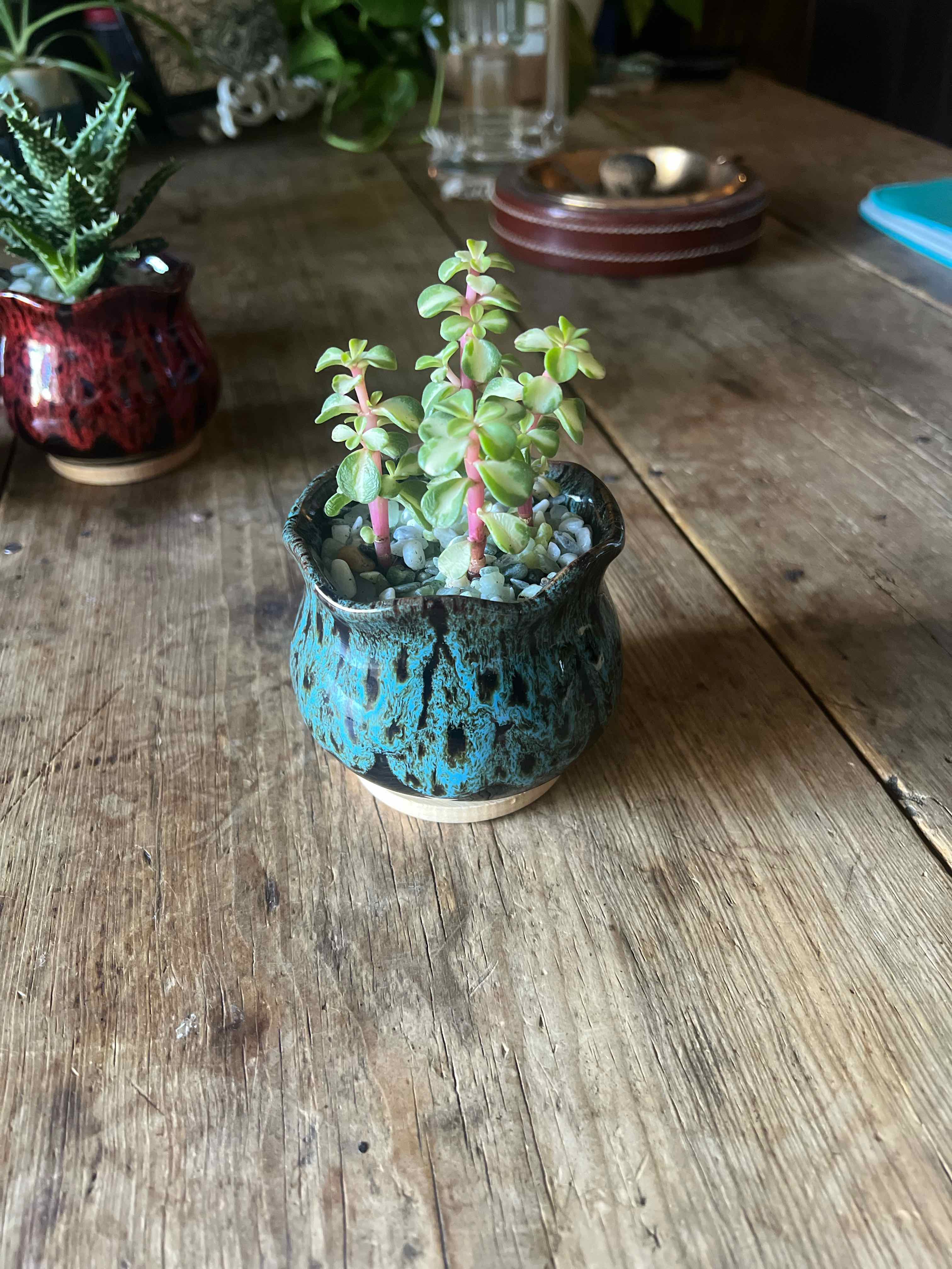 Portulacaria afra 'Kaleidoscope' plant in a decorative pot on a wooden table.