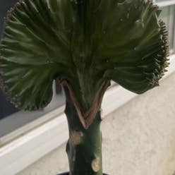Crested Elkhorn plant