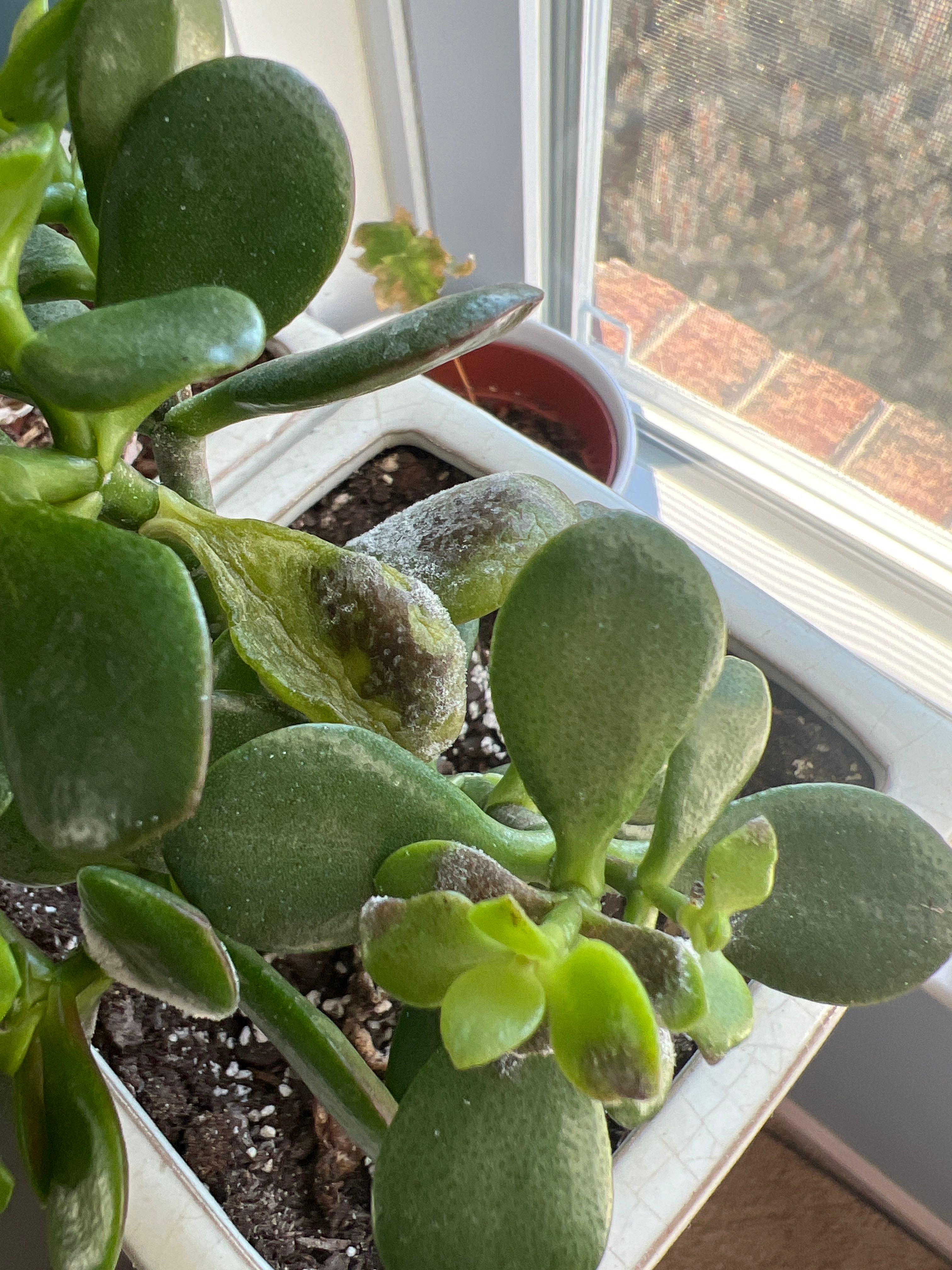 How to remove spots on jade plant?