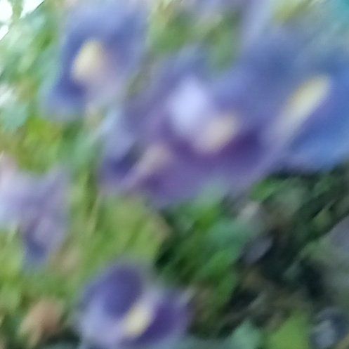 Photo of the plant species Earleaf Bellflower by @CommendableYuzu named Leonardo on Greg, the plant care app