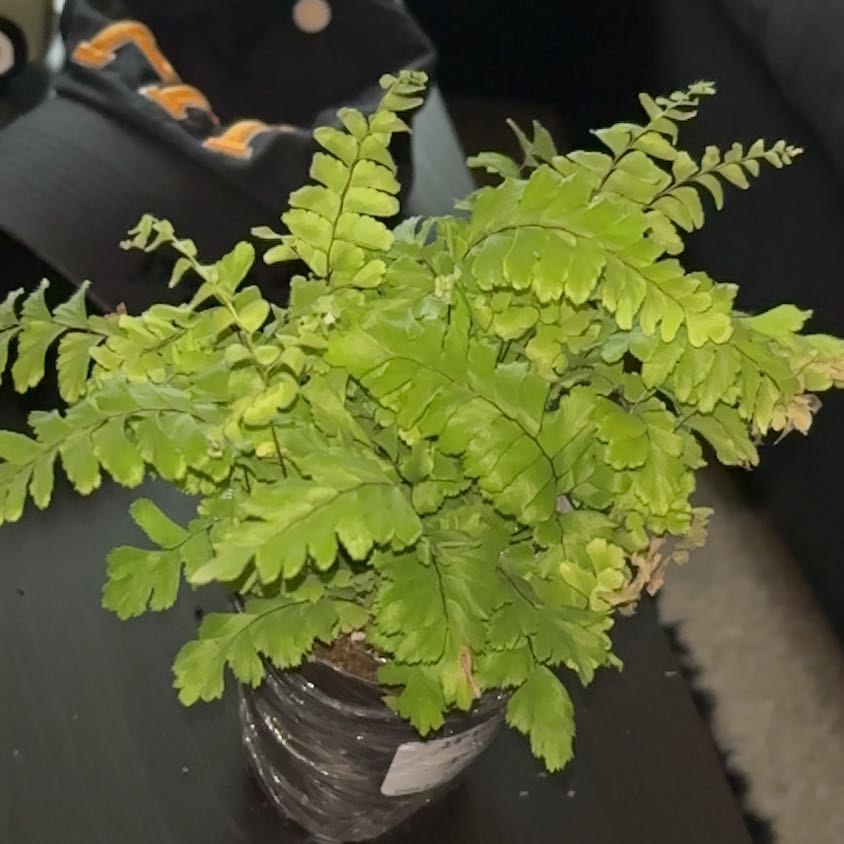 Photo of the plant species Bronze Venus Fern by @Spiritualthumb named Miley on Greg, the plant care app
