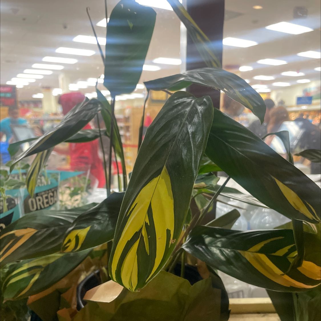 Calathea 'White Fusion' plant with variegated leaves indoors, slight yellowing visible.