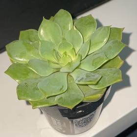 Photo of the plant species Echeveria 'Ramillete' by @YokePlumtree named Luna on Greg, the plant care app