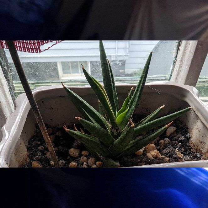 Photo of the plant species Dracaena suffruticosa by @LucidKaroorose named Stanley Yelnats on Greg, the plant care app