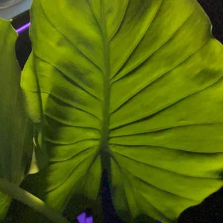 Photo of the plant species elephant ear by @LoyallyPegaropa named Homer on Greg, the plant care app