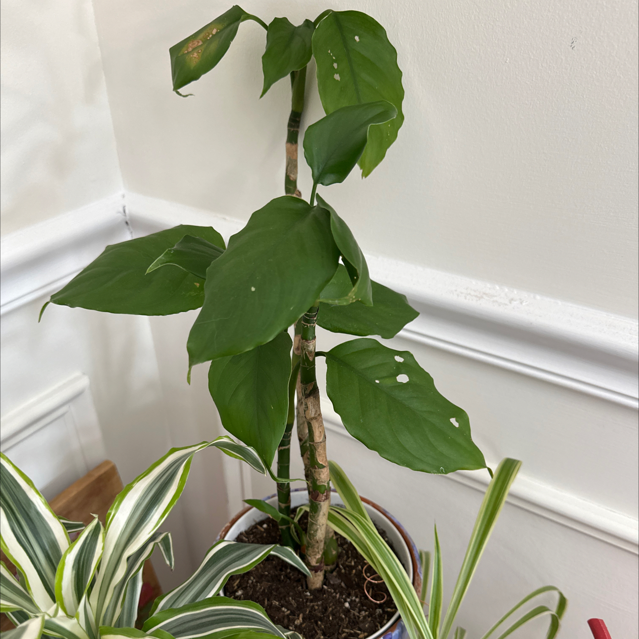 Photo of the plant species Dumbcane 'Delilah' by @jordynlex named Sahara on Greg, the plant care app