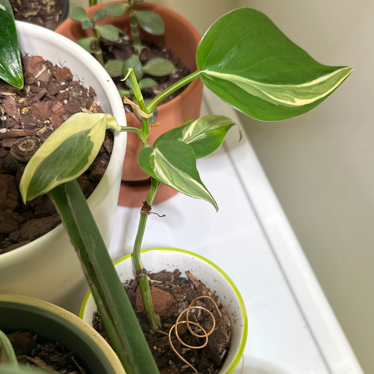 Photo of the plant species Philodendron 'Rio' by @jordynlex named Zeus on Greg, the plant care app