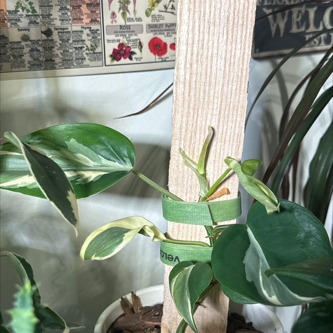Photo of the plant species Philodendron 'Rio' by @jordynlex named Zeus on Greg, the plant care app