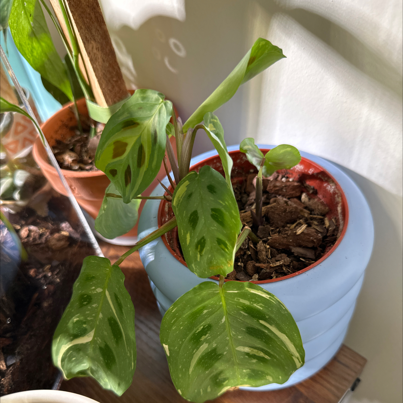Photo of the plant species Variegated Rabbit Tracks by @jordynlex named Rihanna on Greg, the plant care app