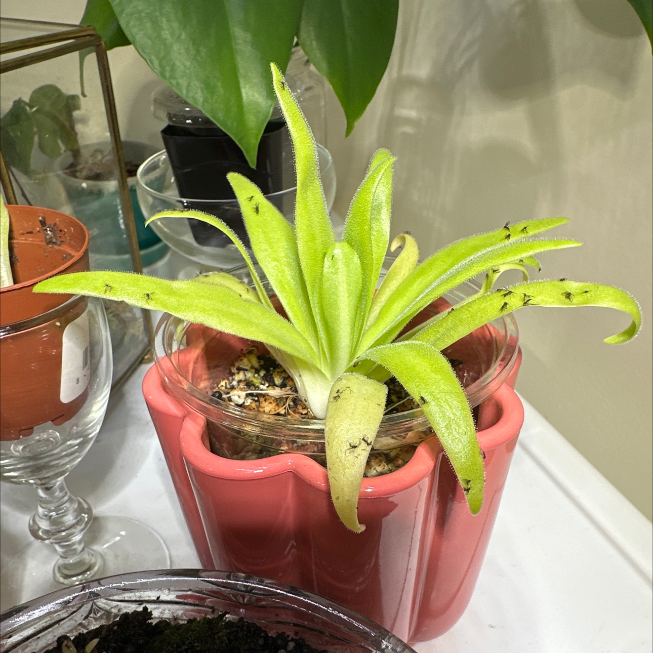 Photo of the plant species Butterwort, Mexican Cultivars by @jordynlex named Aphrodite on Greg, the plant care app