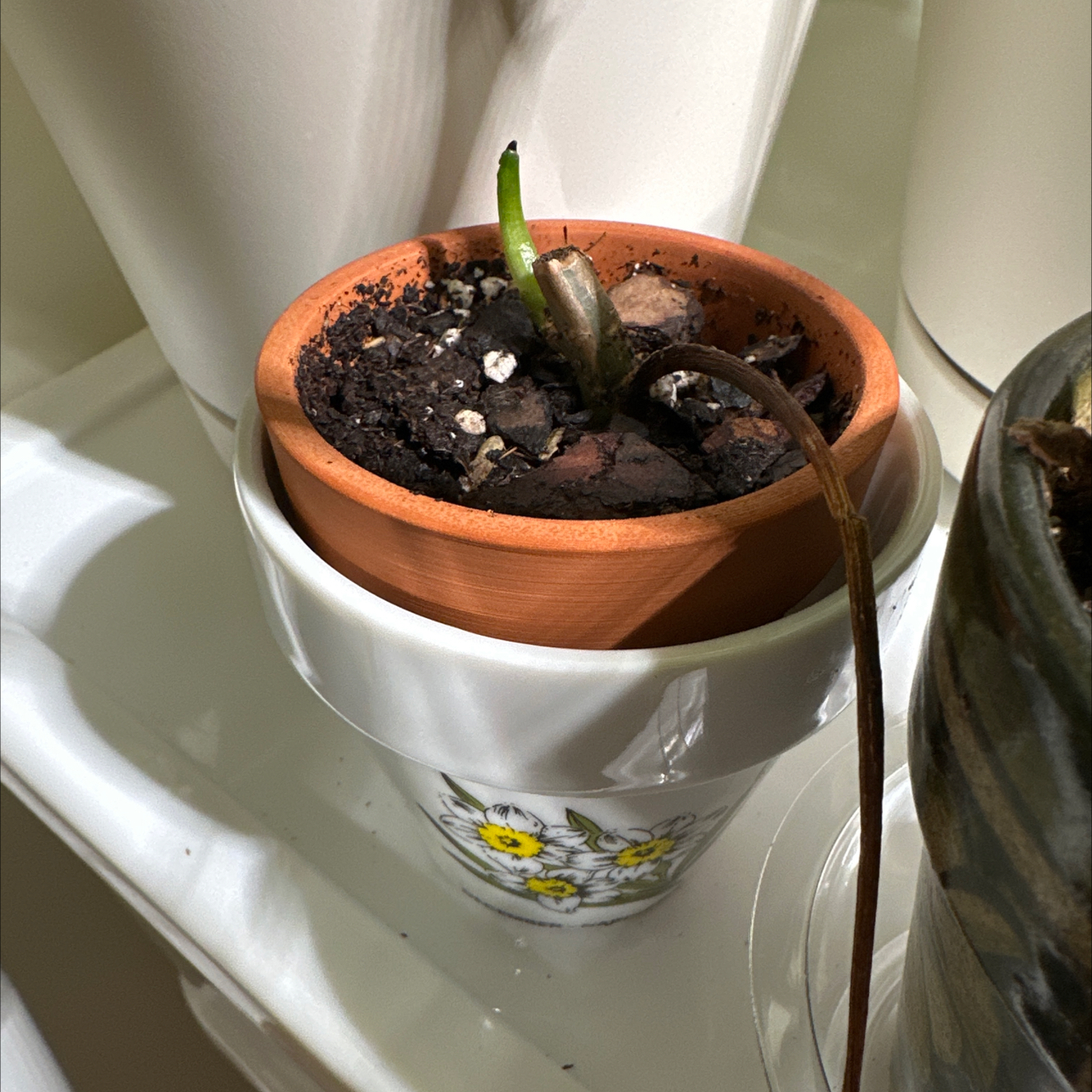 Photo of the plant species Horsehead Philodendron by @jordynlex named Wall-E on Greg, the plant care app