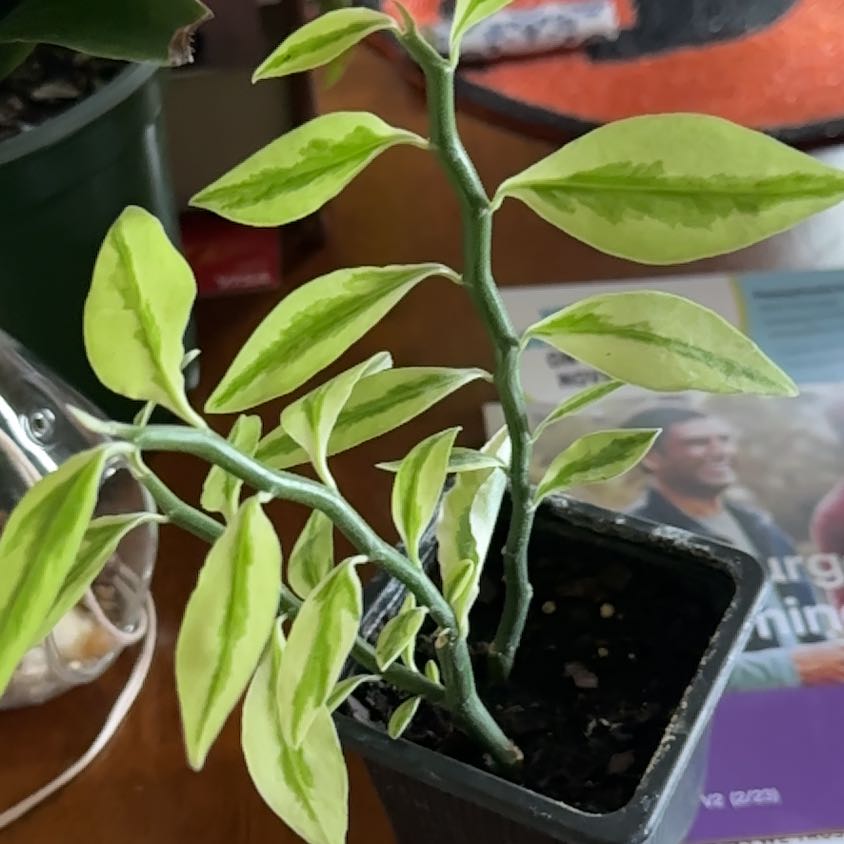 Healthy Hoya carnosa plant with waxy green leaves held by a human hand, potted in dark moist soil, against a colorful blurred background.